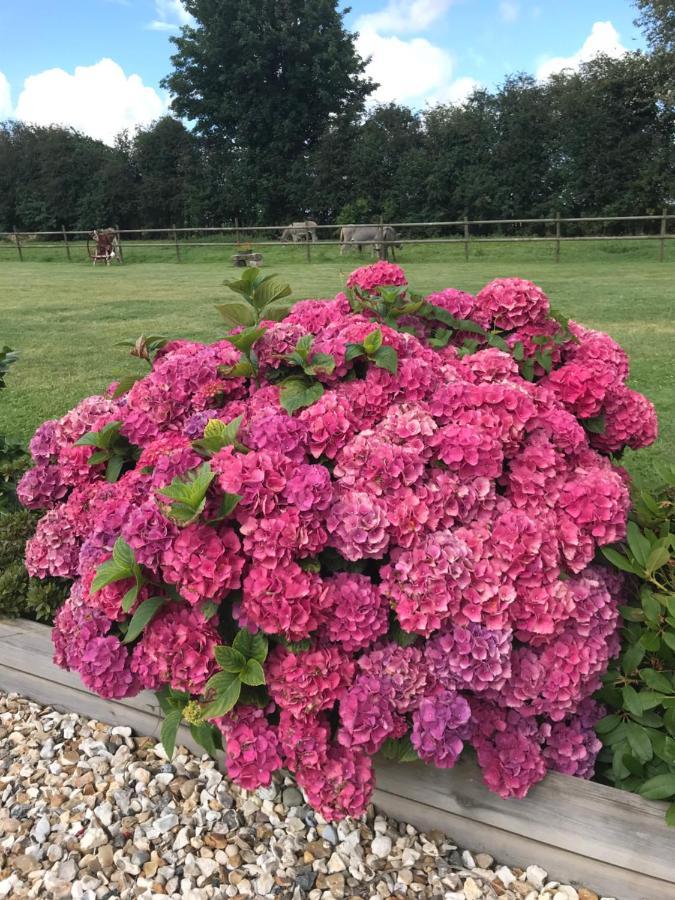 La Grange Aux Hortensias Thiergeville Dış mekan fotoğraf